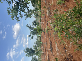 Red soil farmland  gated community project  7 years free maintanans