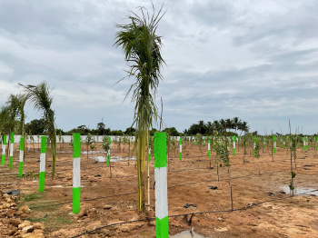Agricultural/Farm Land For Sale In Cheyyur, Chengalpattu (9600 Sq.ft.)