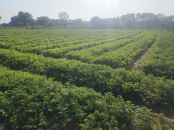 18 Bigha Agricultural/Farm Land for Sale in Reengus, Sikar