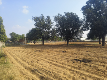 9 Bigha Agricultural/Farm Land for Sale in Reengus, Sikar