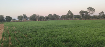 16.50 Bigha Agricultural/Farm Land for Sale in Ajeetgarh, Sikar