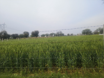 18.50 Bigha Agricultural/Farm Land for Sale in Sri Madhopur, Sikar