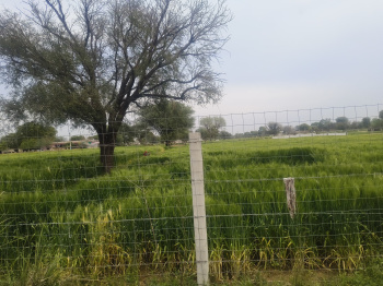 16.50 Bigha Agricultural/Farm Land for Sale in Sri Madhopur, Sikar