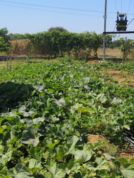 8 Bigha Agricultural/Farm Land for Sale in Sri Madhopur, Sikar