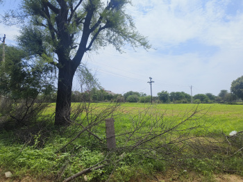 10 Bigha Agricultural/Farm Land for Sale in Sri Madhopur, Sikar
