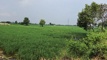 Agricultural/Farm Land For Sale In Agroha, Hisar (24 Acre)