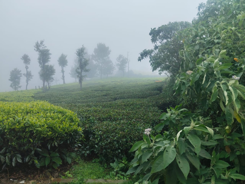 Agricultural/Farm Land For Sale In Yercaud, Salem (10000 Sq.ft.)