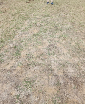 Property for sale in Naubatpur, Patna