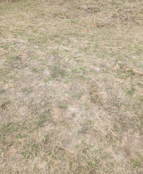 Property for sale in Naubatpur, Patna