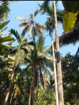 Residential Plot for sale in Murud near Dapoli.