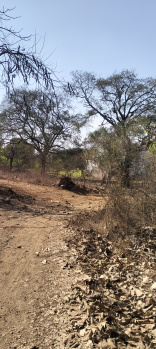 Land for sale in Village Saral near Mandva Alibaug