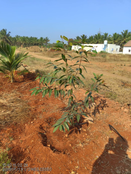 60 Cent Agricultural/Farm Land for Sale in Palladam, Tirupur