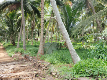 91 cent farm land near senjerimalai