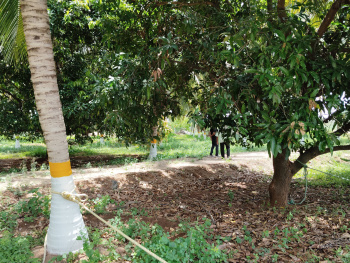 11 Acre Coconut farm near kaniyur udumalai