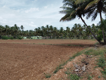 4.5 Ares Agricultural/Farm Land for Sale in Kangeyam, Tirupur