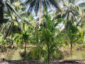 30 Acre coconut farm land for sale