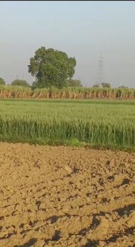 21 Bigha Agricultural/Farm Land For Sale In Mohiuddinpur, Meerut (22 Bigha)