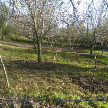 14 Biswa Agricultural/Farm Land for Sale in Old Manali, Manali
