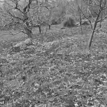 Property for sale in Naggar Road, Manali