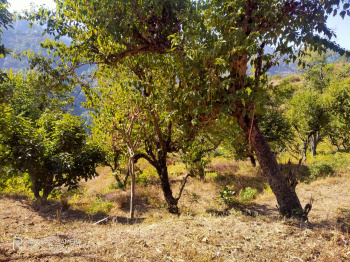 6 Bighas agricultural land for sale in Renuka Ji, Sirmaur