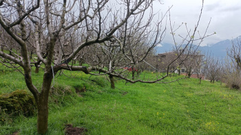 1 bigha Apple Orchard for sale in Naggar , Manali