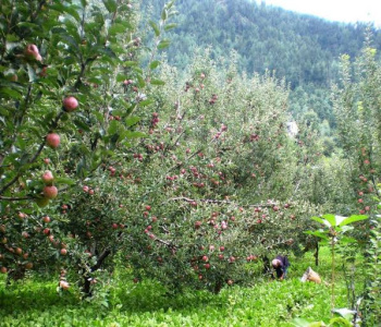 Property for sale in Old Manali