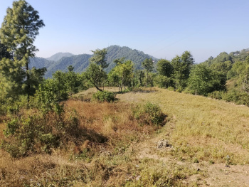 5 Biswas land for sale in Jamta, near Nahan, Sirmaur, H.P