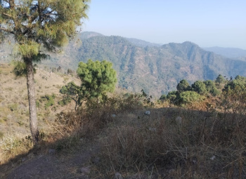 2 bigha agricultural land for sale in Jamta, Nahan