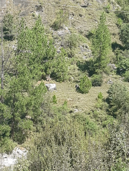 Property for sale in Kasol, Kullu