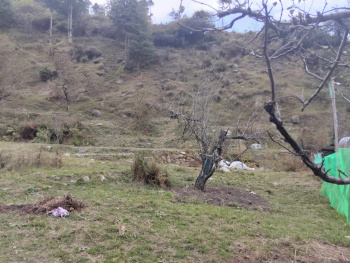 5 bigha land for lease in Manali for camping and tents
