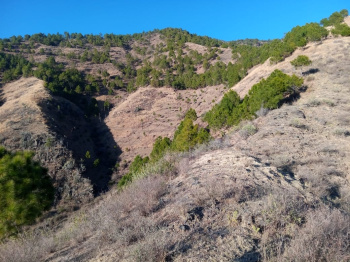 33 bighas agricultural land for sale in Rajgarh near Sanora