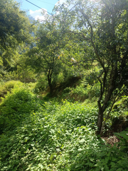 39 biswas agricultural land for sale in Manali near simsa Village for Apple orchard