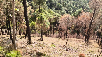 30 biswas agricultural land for sale in Nainatikkar, Sarahan for hotel purpose