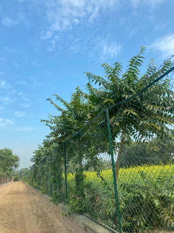 1.5 Acre Agricultural/Farm Land for Sale in Sohna Palwal Road, Gurgaon