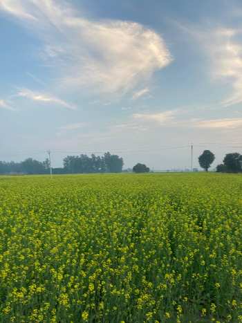 1 Acre Agricultural/Farm Land for Sale in Sohna Palwal Road, Gurgaon