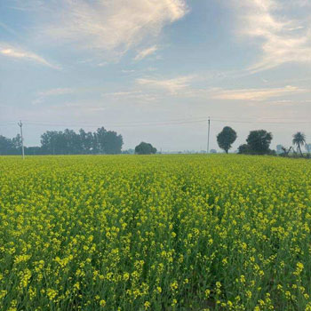 6 Acre Agricultural/Farm Land for Sale in Sohna Palwal Road, Gurgaon