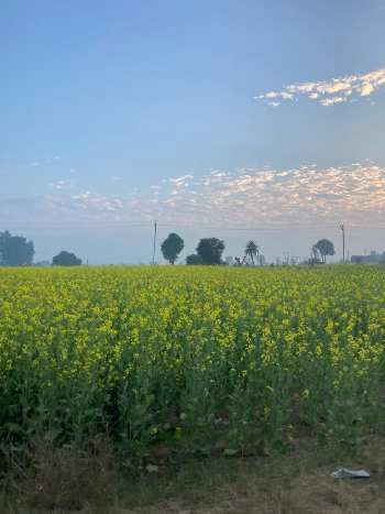 9 Acre Agricultural/Farm Land for Sale in Ghasera, Nuh