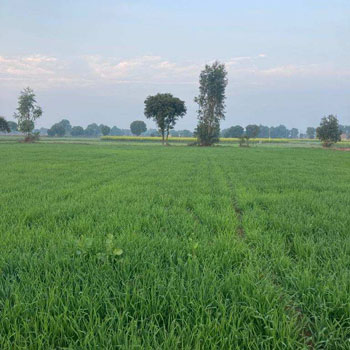 8 Acre Agricultural/Farm Land for Sale in Sohna Palwal Road, Gurgaon