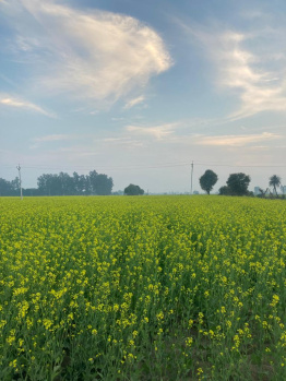 5 Bigha Agricultural/Farm Land for Sale in Naugaon, Uttarkashi