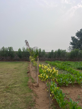 5 Bigha Agricultural/Farm Land for Sale in Pahari, Bharatpur