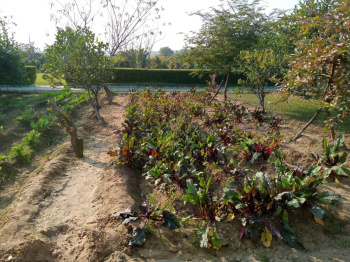 Property for sale in Kaman, Bharatpur