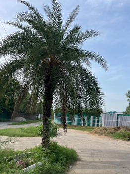 Agricultural/Farm Land for Sale in Sohna Palwal Road, Gurgaon (1 Acre)