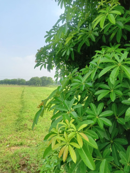 Agricultural/Farm Land for Sale in Sohna Road, Faridabad (2420 Sq. Yards)