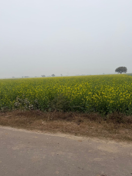 Agricultural/Farm Land for Sale in Pahari, Bharatpur (8 Bigha)