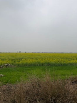 Agricultural/Farm Land for Sale in Pahari, Bharatpur (6 Bigha)