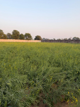 12 Bigha Agricultural/Farm Land for Sale in NH 11, Bharatpur