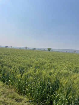 Agricultural/Farm Land for Sale in Pahari, Bharatpur (15 Bigha)