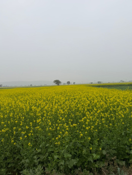 Agricultural/Farm Land for Sale in Naugaon, Alwar (8 Bigha)