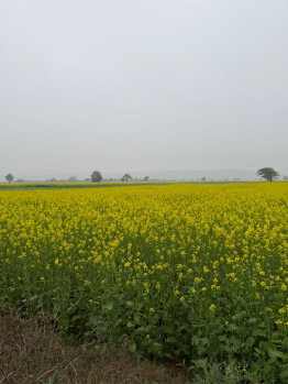 Agricultural/Farm Land for Sale in Gopalgarh, Bharatpur (32 Bigha)