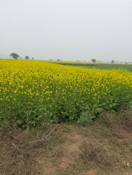 Agricultural/Farm Land for Sale in Pahari, Bharatpur (12 Bigha)